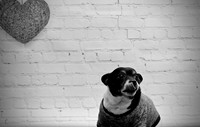 Doge