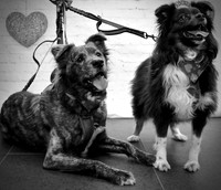 Enzo & Bella