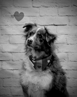 Sammy
