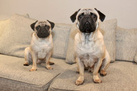 Benito y Pedro